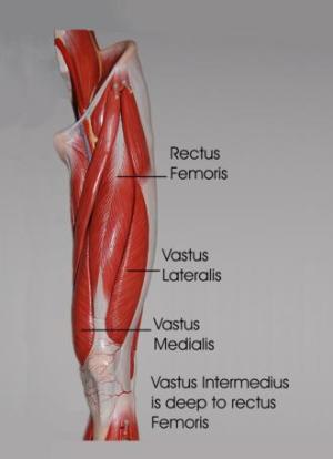 Quadriceps stretches are commonly done prior to any sporting event
