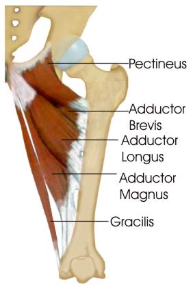 Adductor Stretches