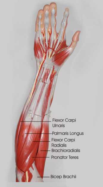 Forearm Stretches - What you need to know to prevent injuries.